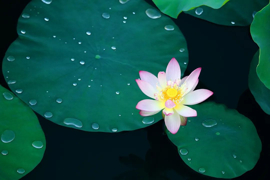 旅行|雅韵网---拍摄不同形态的荷花摄影