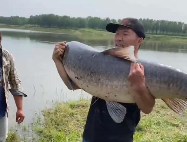 湖北|罕见!湖北举水河百斤青鱼王被人钓起,放生后被网友一致好评