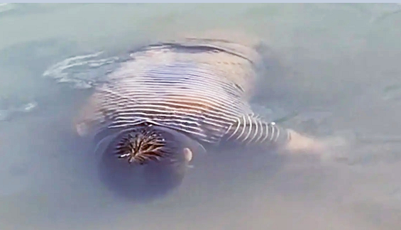 李大毛|这钓友还真淡定,换别人早吓跑了,估计李大毛看到也自叹不如