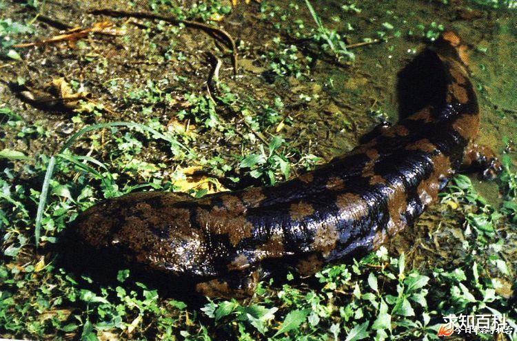 山海经|娃娃鱼：《山海经》现存物种之一，绝大多数人都被它的名字骗了