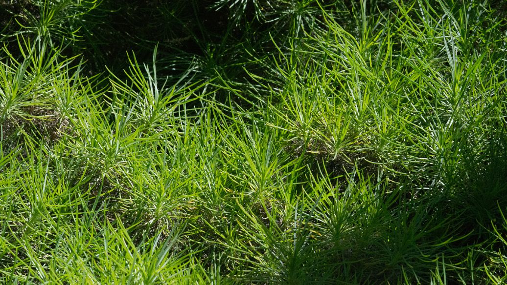 入侵植物是否可改变沙漠的景观?