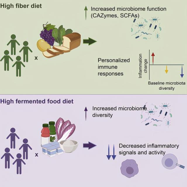 胆结石|怎么调节免疫改善糖尿病？美国研究发现肠道菌群作用巨大