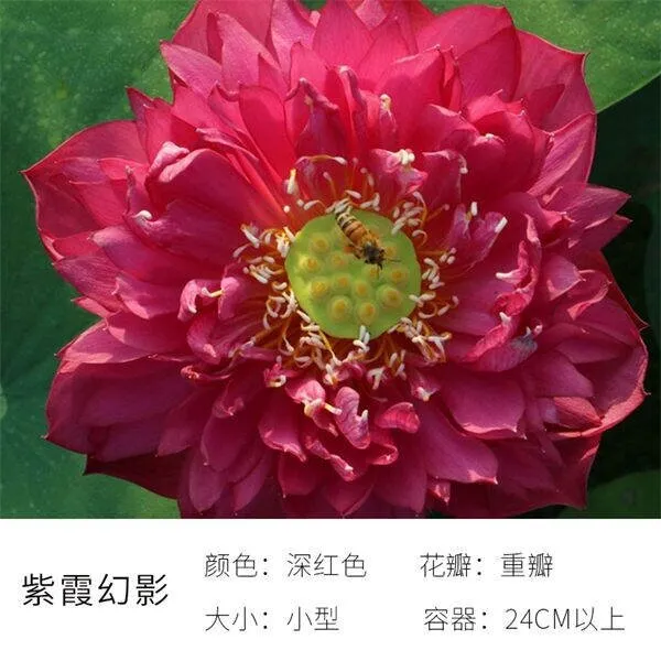 碗里就能种的荷花,1节藕种土里,初夏就开花