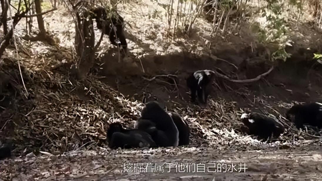 东非黑猩猩进入石器时代？已学会挖井取水盖神庙，甚至还会洗衣服