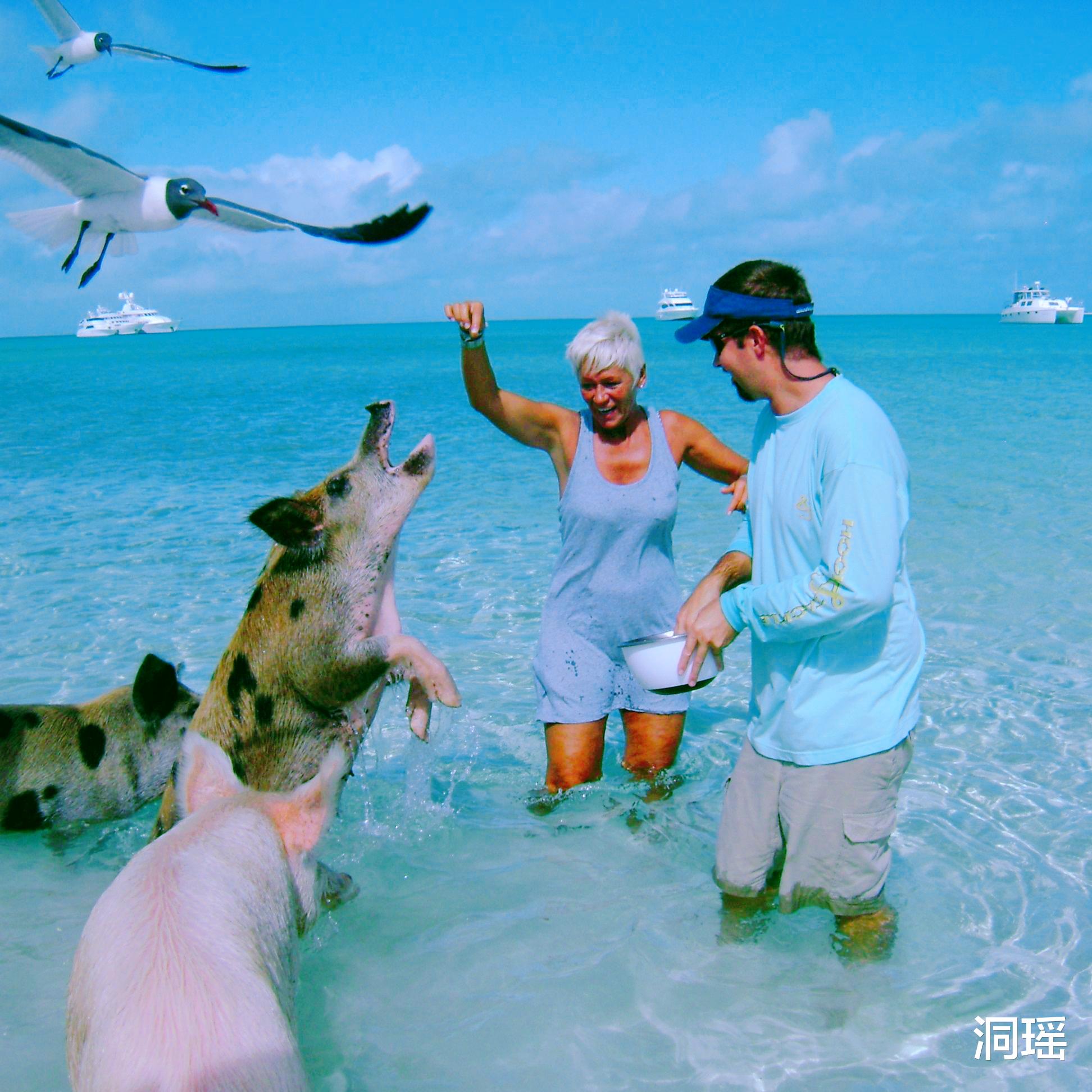 沙滩|被猪占领的小岛，猪是主人游客是客人，官方：来这需遵守一条规定