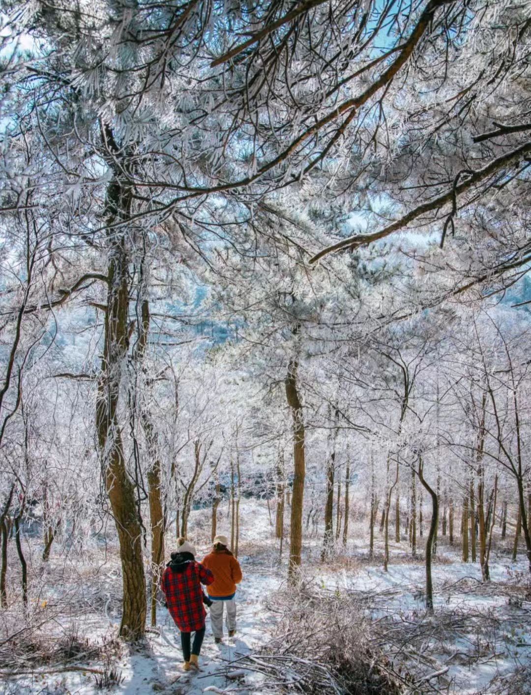 宁波|宁波看雪去哪儿?来看四明山雪的“初秀”,与朋友相约拍大片!