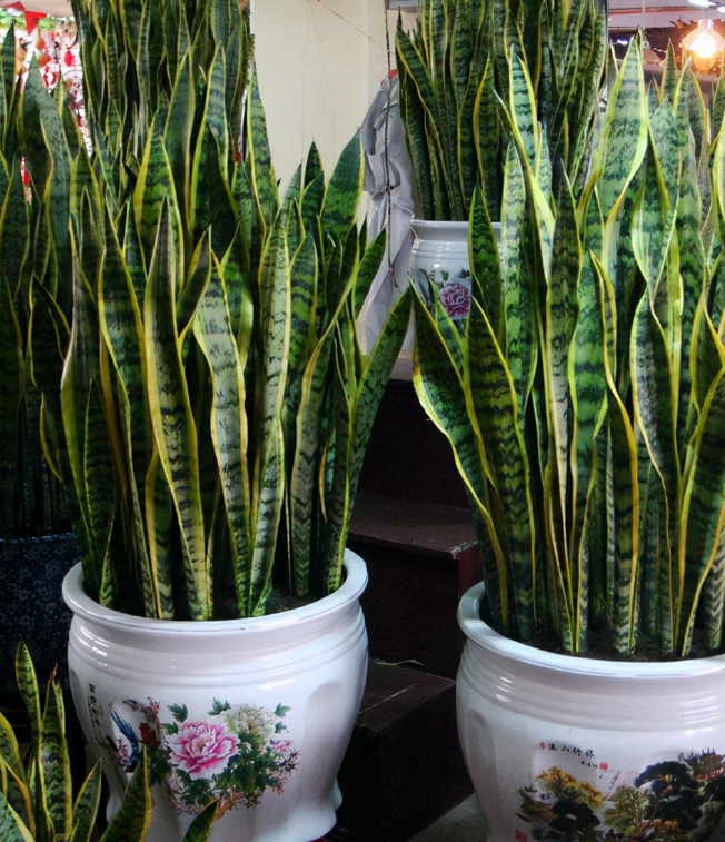 3种常见绿植，却是甲醛的“克星”，多数人家里有，真令人羡慕