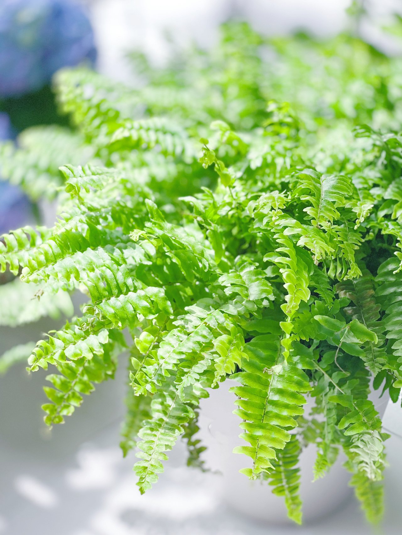 没有院子,阳台有吧?把自家小阳台改造一番,也能变成美美的花园