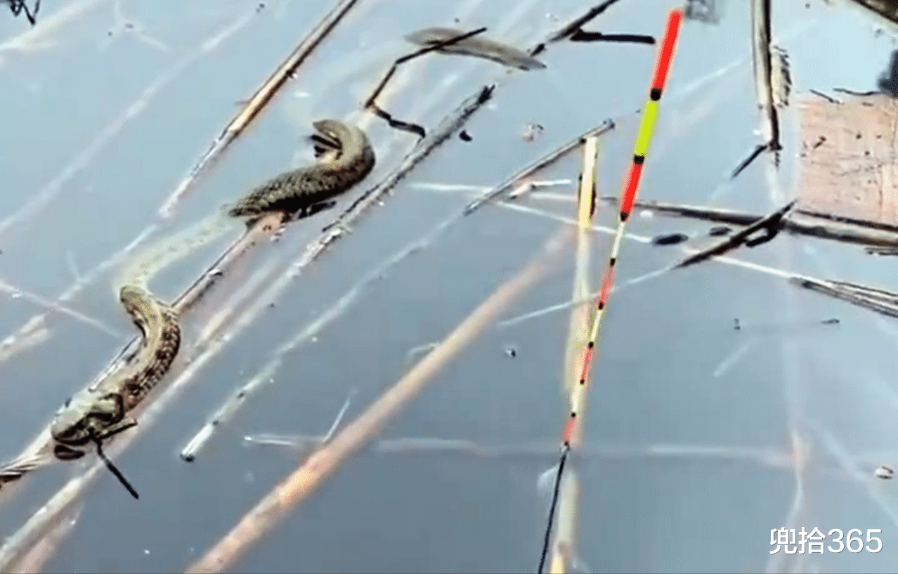 |最狠不过钓鱼人!水蛇陪着一男子垂钓,他还能淡定地拍照发帖