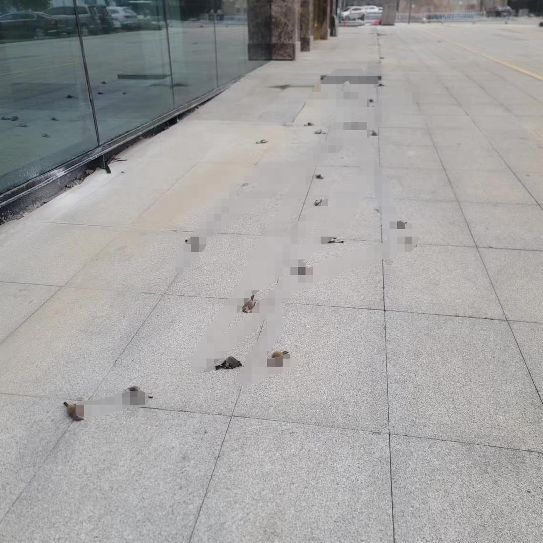 贵阳一高层建筑楼下接连发现几十只鸟儿尸体