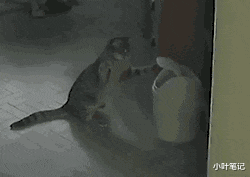 我有个疑问，为什么太监武功都那么高呢