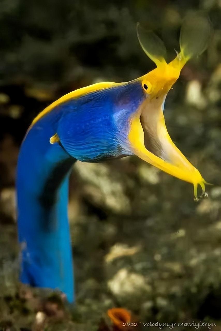 奇特生物志:来自太平洋的彩练,身子和脸不匹的五彩鳗