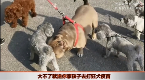 女童被3只狗围困受惊,孩子父亲手持菜刀冲向狗主人