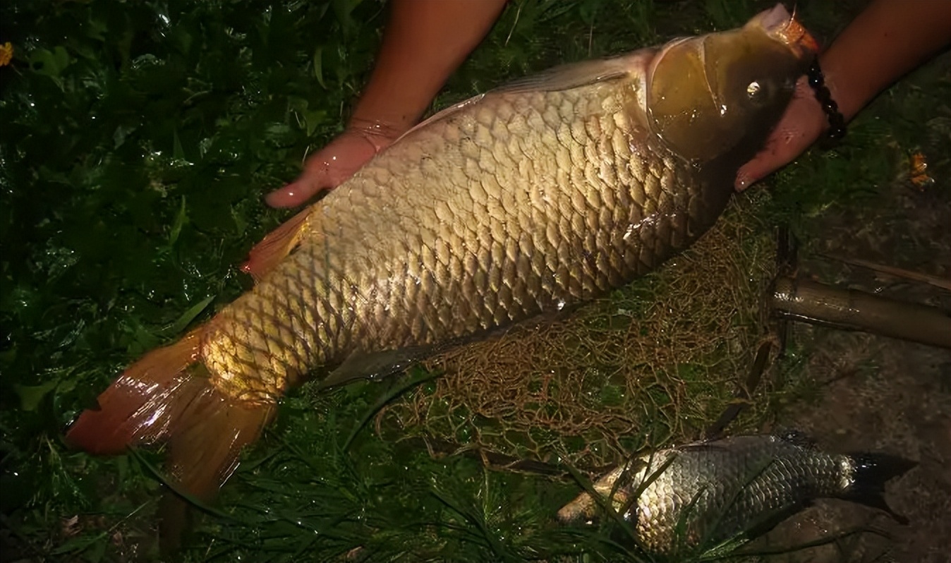 清明节|清明后夜钓，深浅如何选择？鱼群已经转移，还需在这些位置下竿！