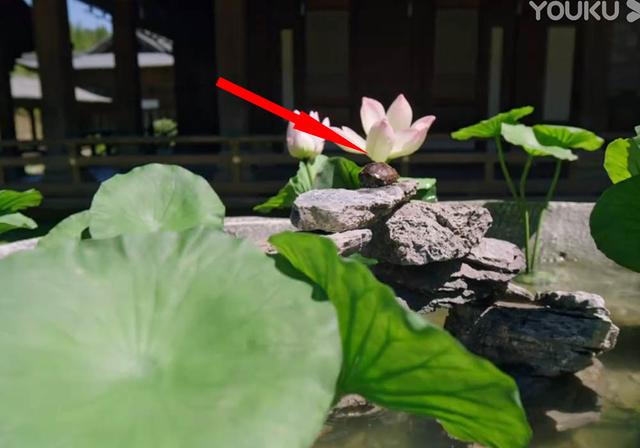 沉香如屑:应援的梦不简单,戒尺第二遍才懂,苟诞还在就上高速?