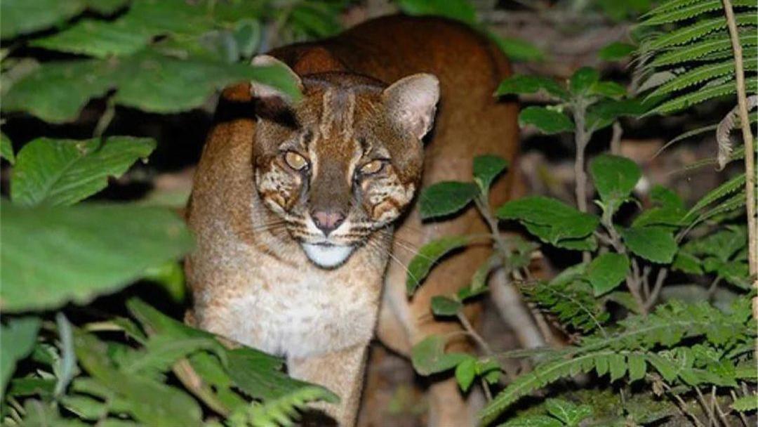 ?秦岭出现亚洲金猫，真是传说动物“彪”？能控制泛滥的野猪吗？