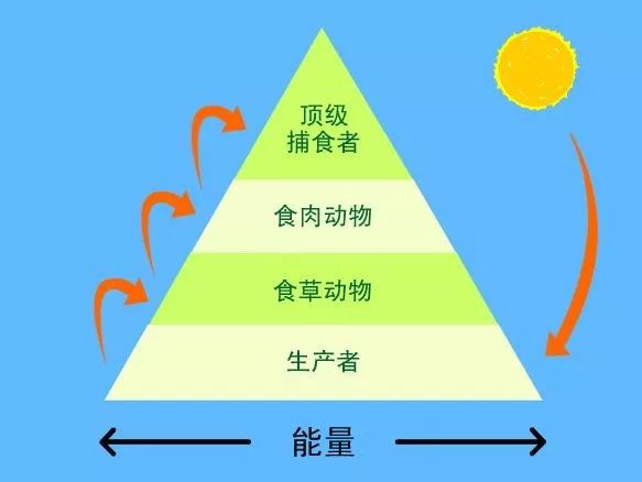 老虎这样的食肉动物,为何那么喜欢吃猎物的内脏?口味这么重吗?