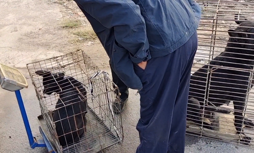 卖完大狗卖小狗！会逮老鼠的黑狗上了狗肉车，狗主：不咬羊，我还不卖它
