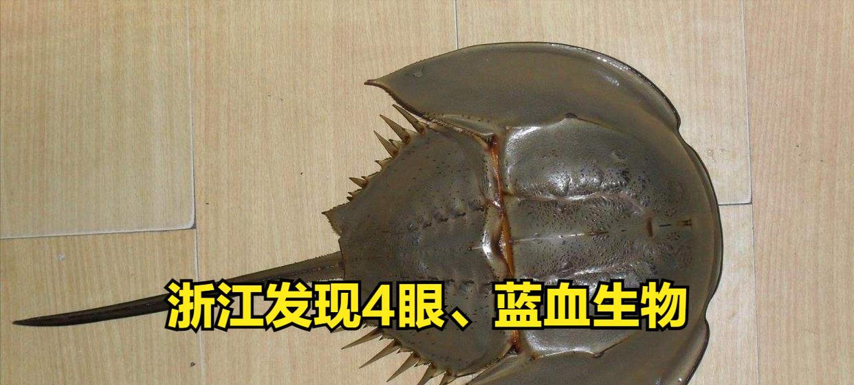 浙江火了!温岭现身一只4眼物种,血液为蓝色,存在恐龙时代之前