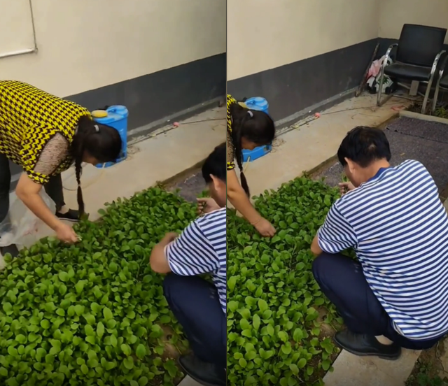 朱之文|陈萌产检后回朱家，大衣哥大衣嫂亲自摘菜，网友：陈亚男该哭了