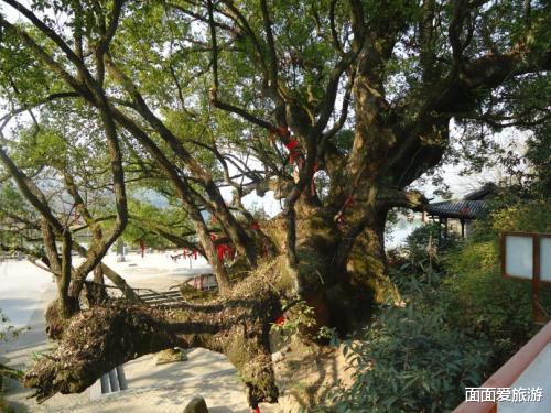 青海湖|浙江一定要去的景区，拥有许多千年香樟树，吸引着无数游客前来