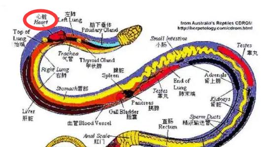 老话说的“打蛇先打头”有没有科学依据?为什么?