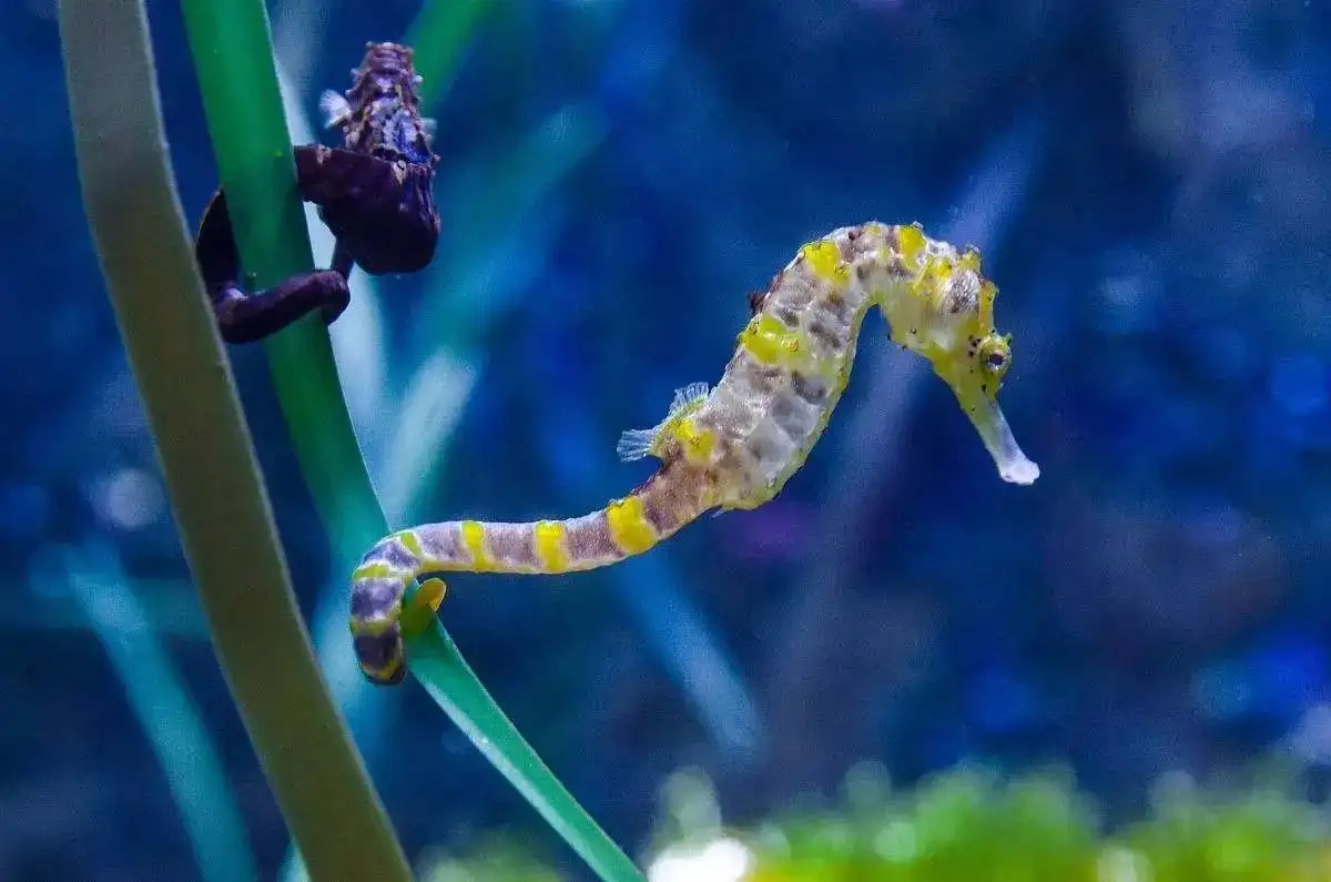 为什么海马被称为“上帝喝醉时创造的生物”?