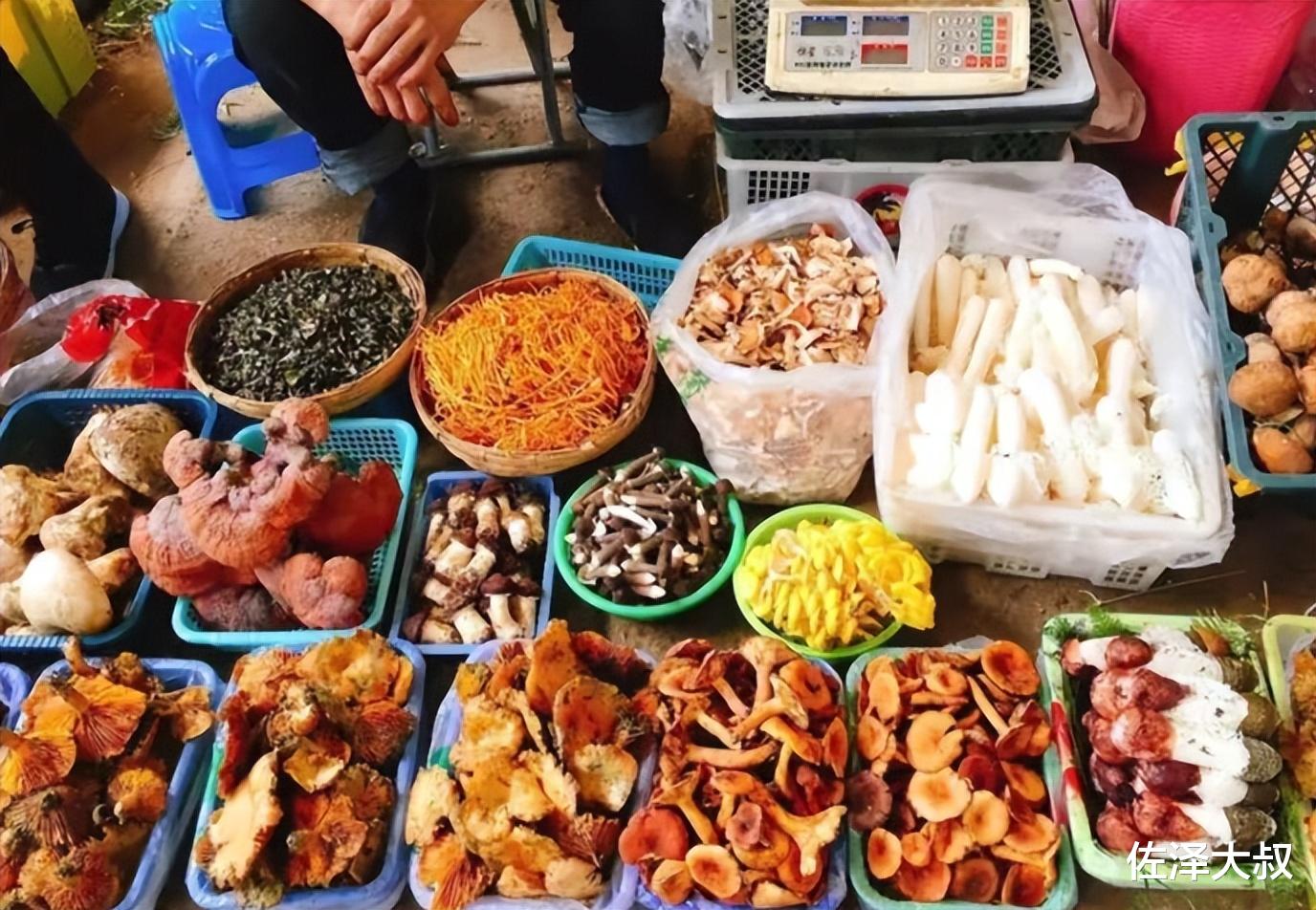 云南女子吃菌中毒,出院后怀疑自己厨艺不精,重新炒,又吃了两口