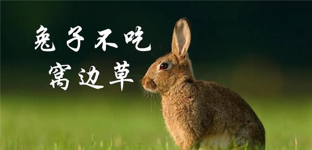 兔子真的不吃窝边草吗?为什么?