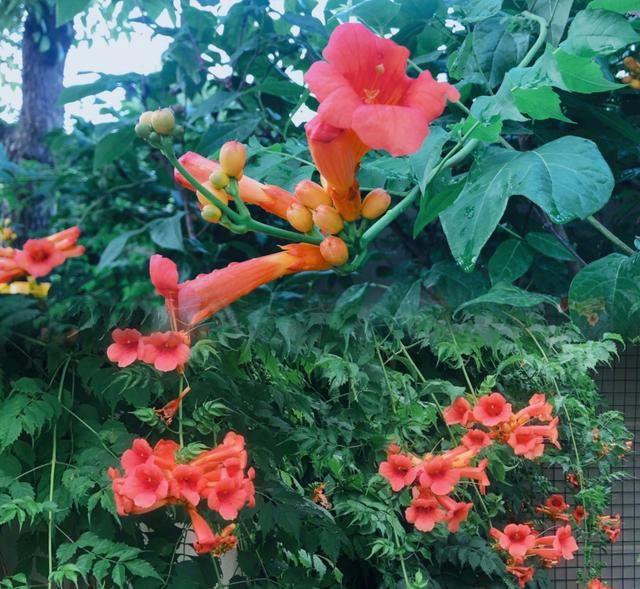 张馨予|35岁张馨予的家，在网上走红：家中栽满花草蔬菜，堪称世外桃源