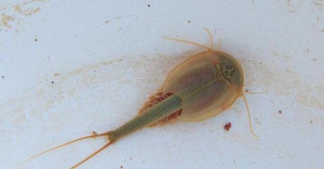 熬过3次生物大灭绝!明明是生物界活化石,如今却被用来喂鸡?