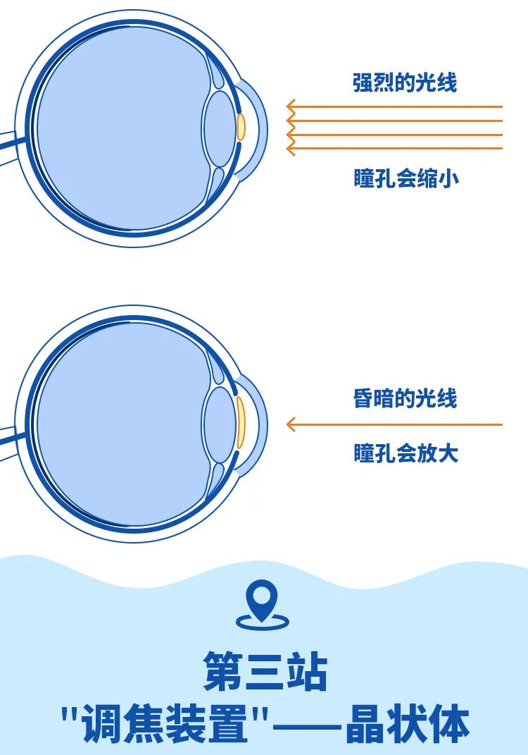 近视|你知道眼睛是如何工作的吗?