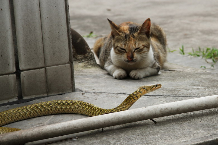 猫蛇大战！胜利的往往是猫？真实情况却恰恰相反