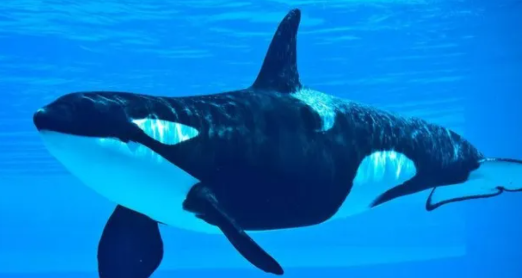 基因疗法|海洋霸主虎鲸：吃海豹猎蓝鲸，还打大白鲨，为什么不吃人？