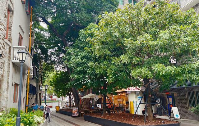 珙桐|广州市荔湾区有个“尴尬”的4A景区，距离上下九不远，人气却不旺