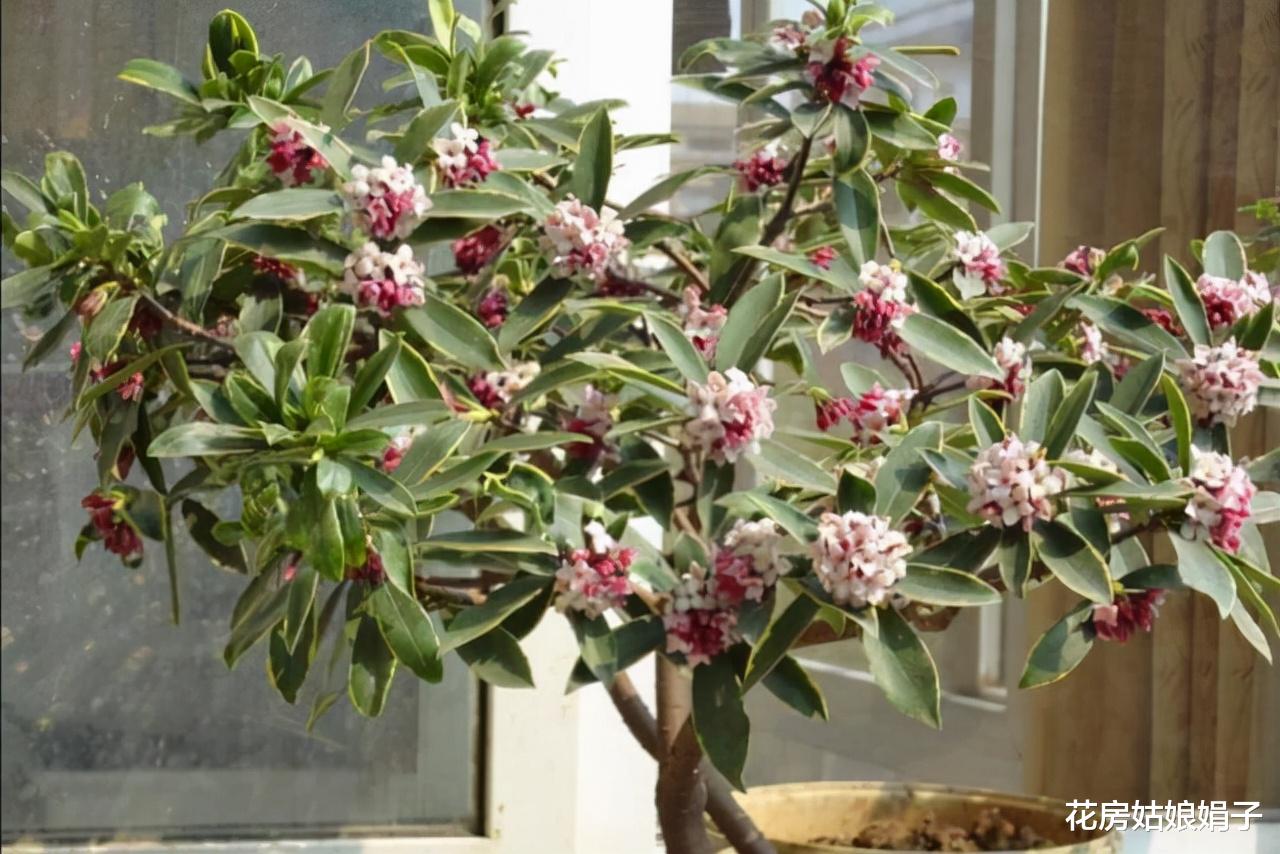 封闭阳台按照这些方法改造，一样能养出好花，这7种花就很不错