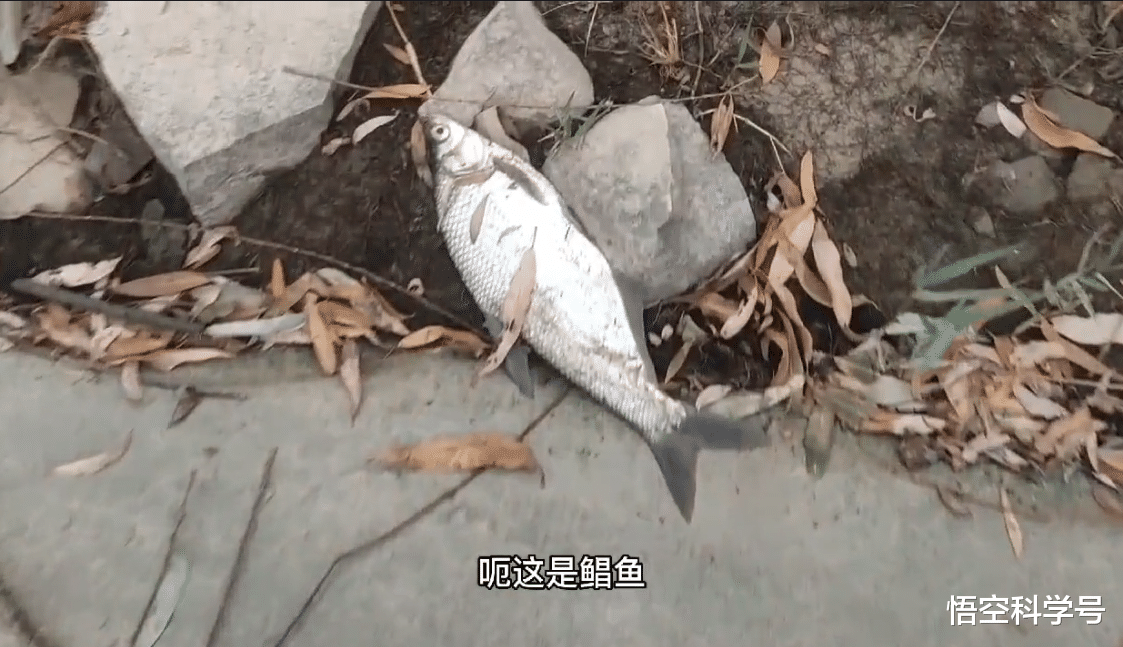 黄河小浪底大规模排沙,排到哪里去了?大量鱼被冲得撞死在石头上