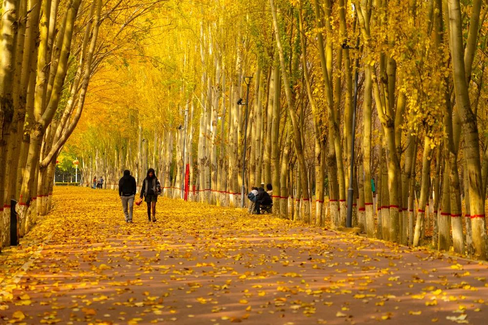 银川|银川往事（二） |  西国