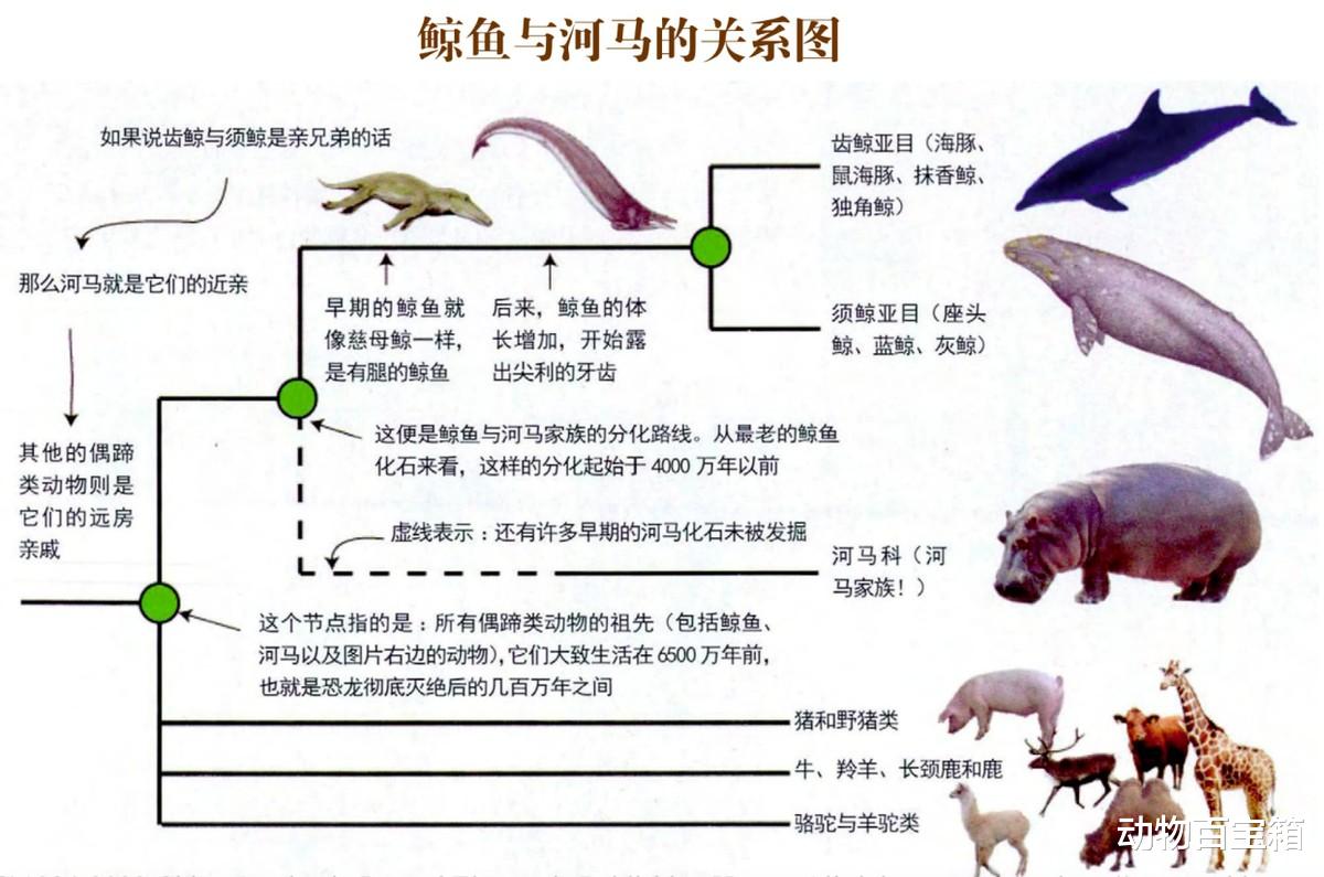 河马有什么本事?吃荤的鳄鱼居然会害怕它?原来河马段位这么高!