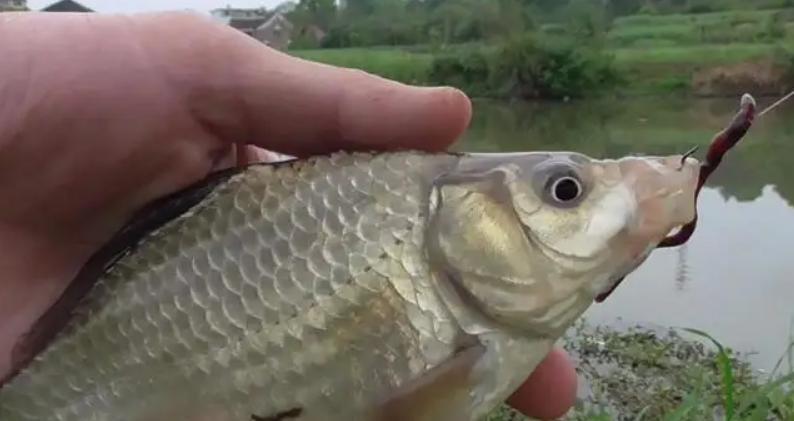 饵料|新手钓鱼，多看看这“5点”基本要领！简单好学入门快