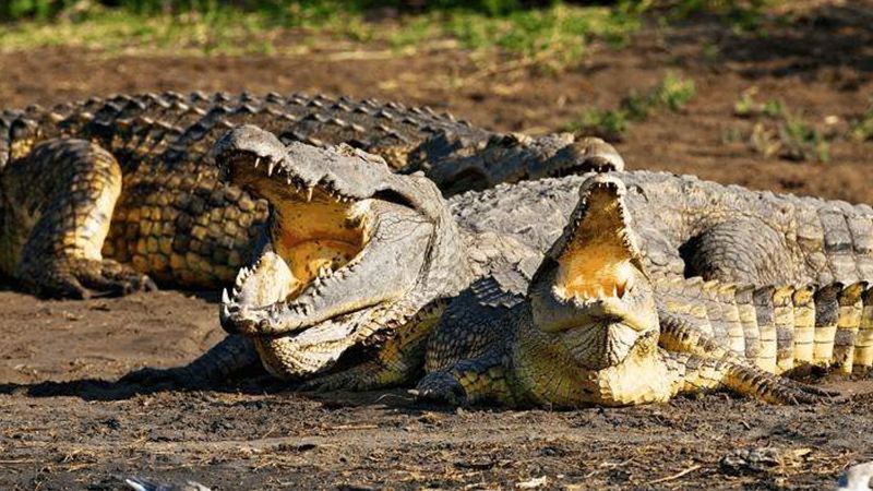 鳄鱼|8个冷知识科普:打针时身体上的肉会不会塞进针管里?