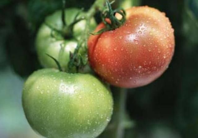 肾结石|8种蔬菜不建议经常吃,看看有你爱吃的吗?请及时转告身边人