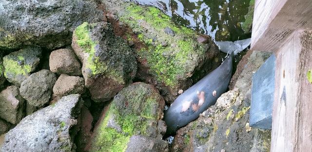 江豚|广西一男子涠洲岛野钓,偶遇一大型豚形水族,原来真实身份不一般
