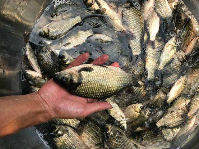 CPU|野钓决定爆护的几个因素