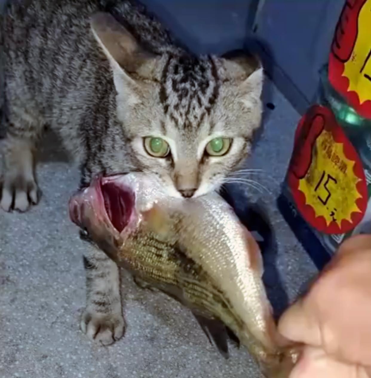 |男子暴晒1天钓了条鱼,刚到家就被偷走,网友却花50元买下送给贼