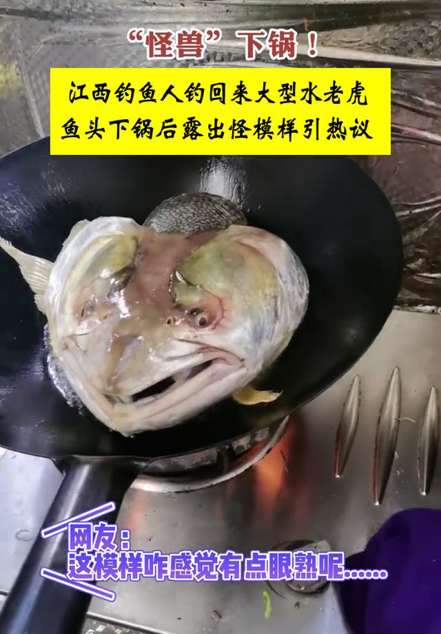 老虎|不是一般的鱼？江西男子钓获“水老虎”，鱼头下锅后呈现奇怪表情
