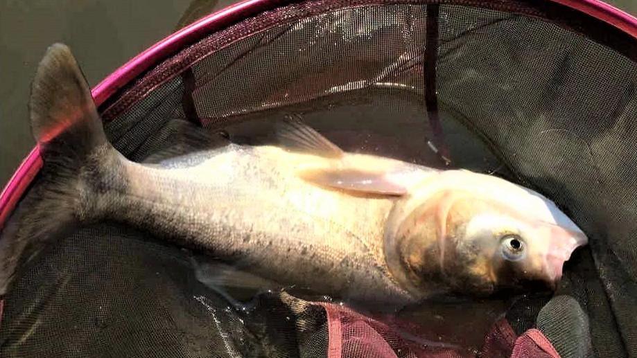 鲢鳙|钓鲢鳙用手竿拉鱼才带劲，做好几点，不是你拉鱼，就是鱼拉你