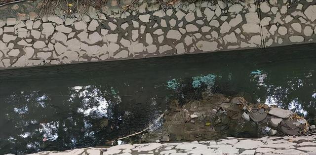 罗非鱼|广东男子野钓遇神奇场景，大量罗非鱼组团浮出水面，为啥没人抓？