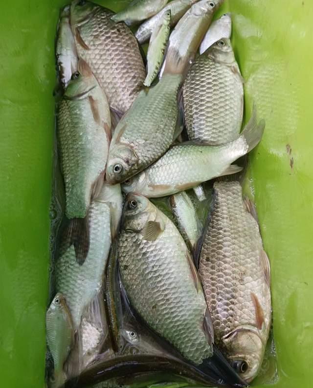 饵料|浅谈深冬野钓商品饵,发窝快诱鱼强配方分享