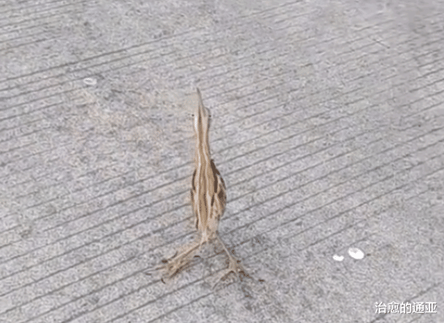 湖北男子遇“怪鸟”,脖子朝天薄如纸片,一动不动假装自己是根草